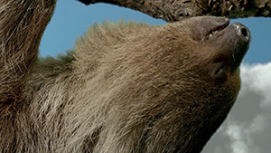 Reed Sloth Still 8
